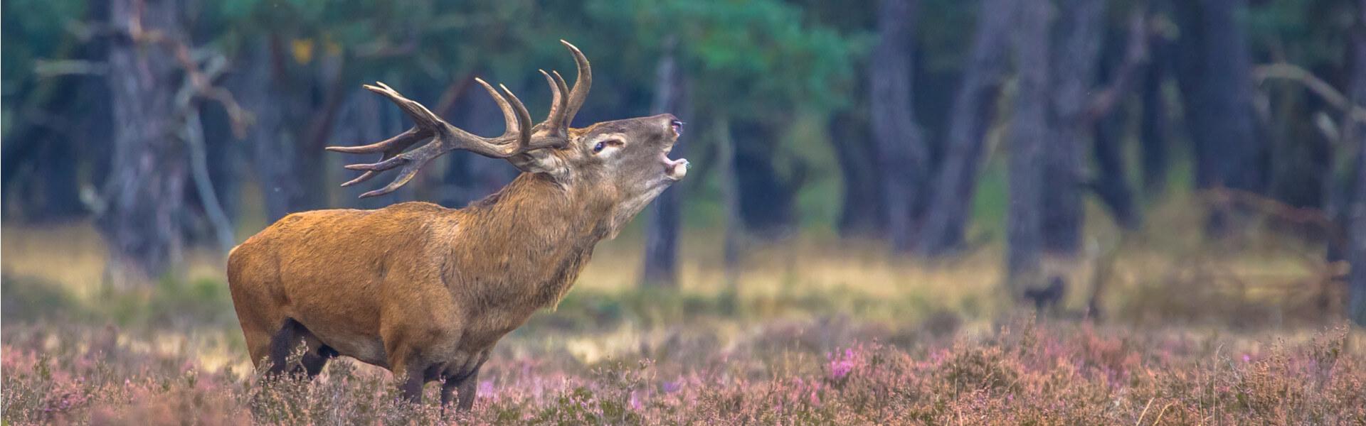 Floresta Veluwe