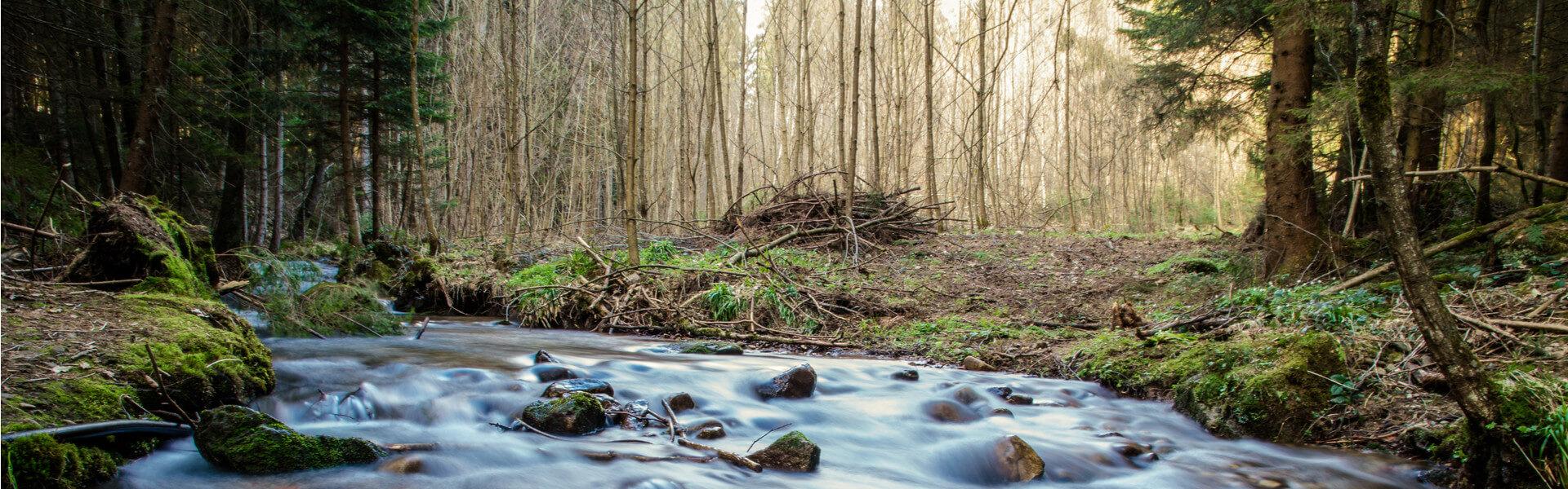 Bavarian Forest