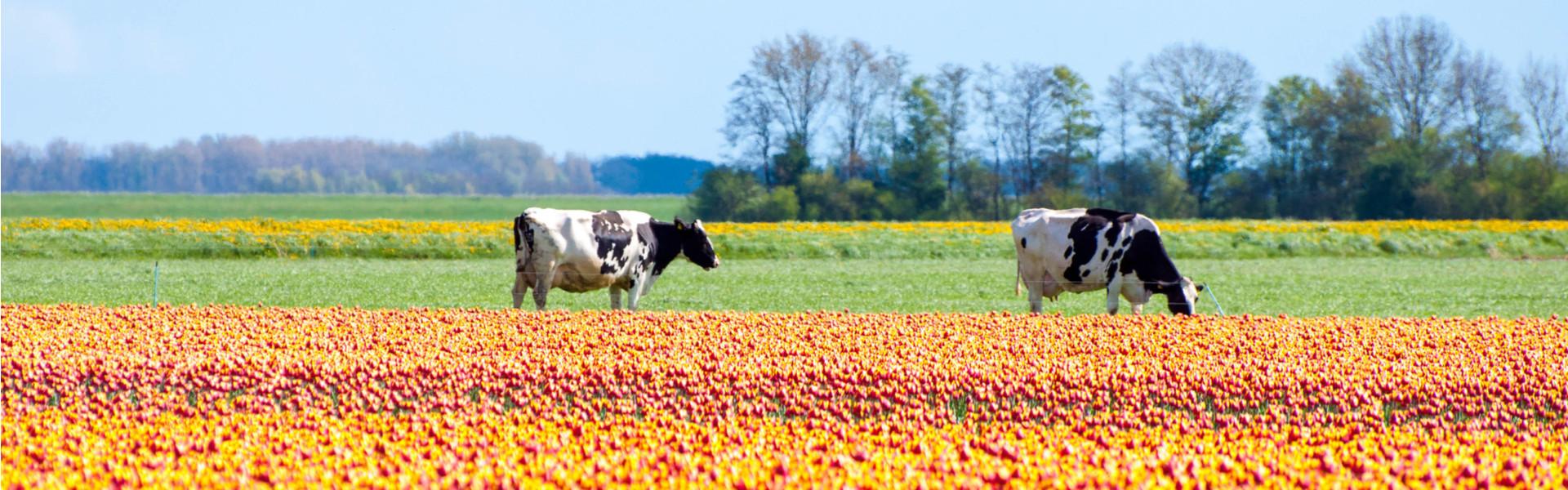 Flevoland