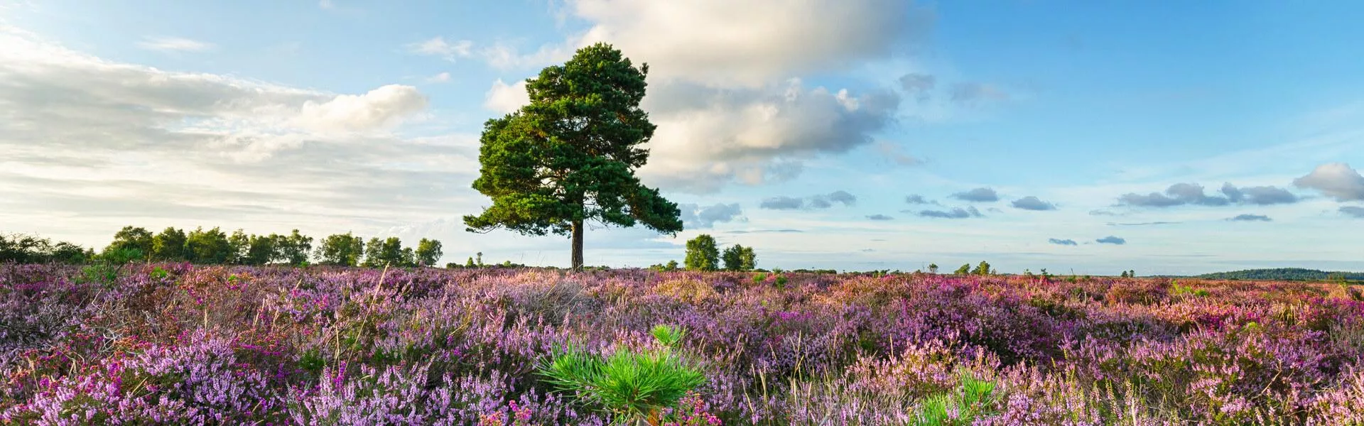 Rechercher des campings dans New Forest