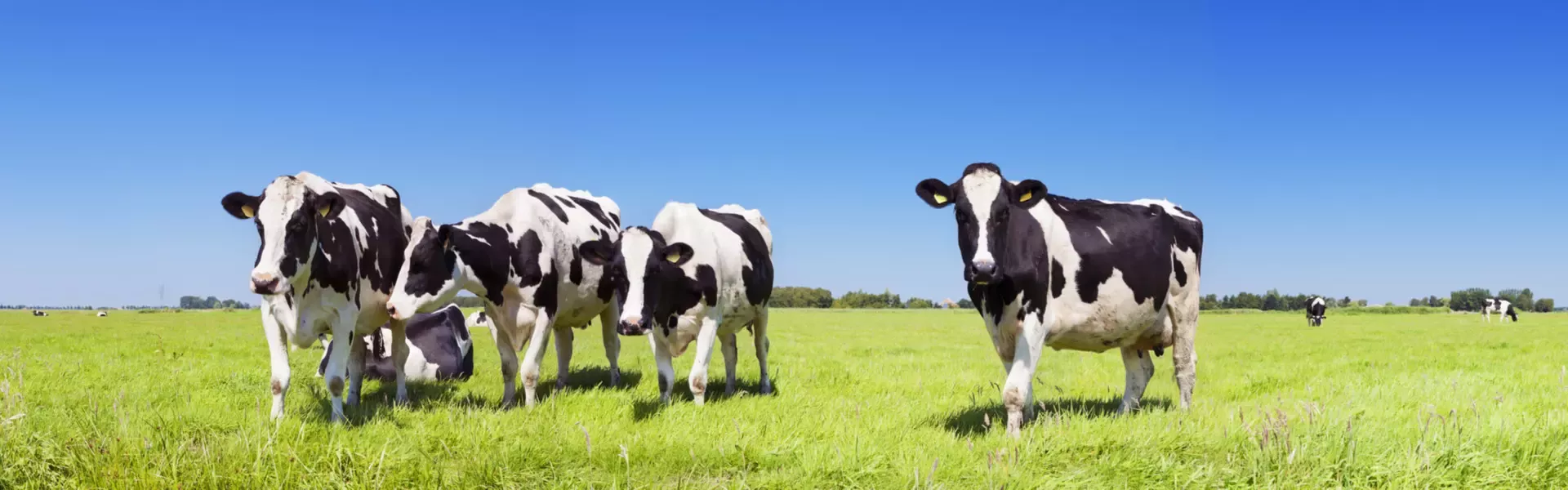 Campings à la ferme en Autriche