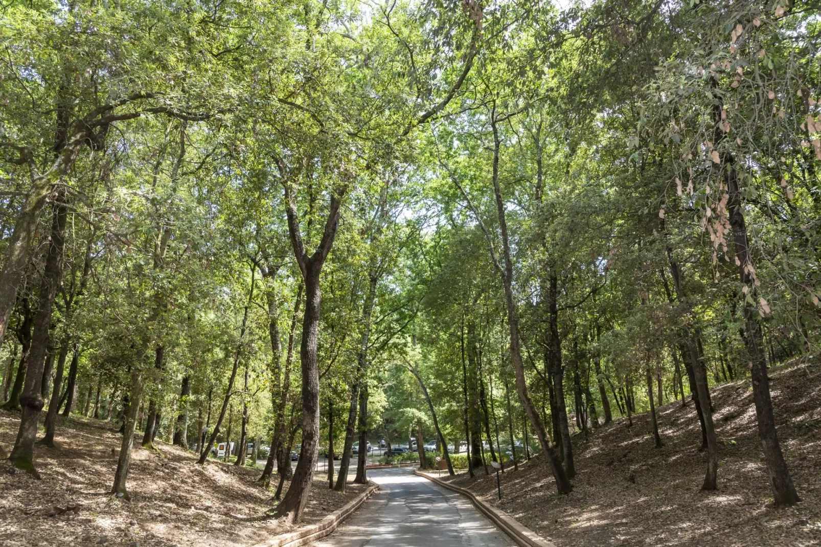 Hu Montescudaio Dorf-